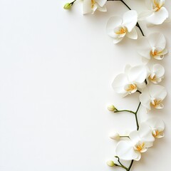 Fototapeta premium Delicate white orchids gracefully arranged on a pristine white background. Soft, elegant blossoms creating a serene, minimalist composition