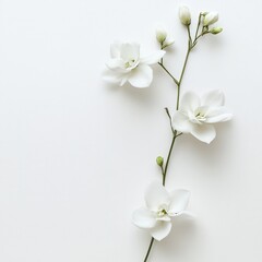 Obraz premium Delicate white orchid stem