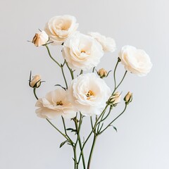 Delicate cream-colored roses