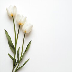Three white tulips on a white background