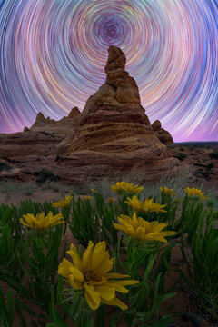 Stunning star trails over desert rock formation and yellow flowers