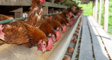 free range chicken
