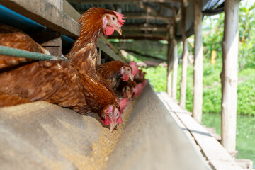 Chicken eggs are laid ona  farm	
