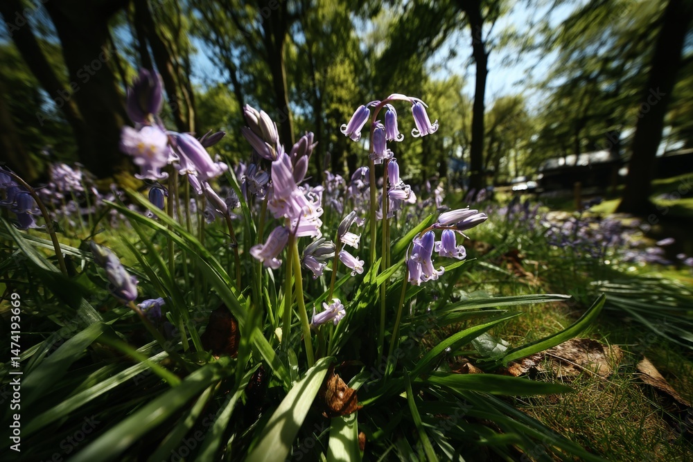 Poster purple bluebells bloom in a serene forest setting during springtime