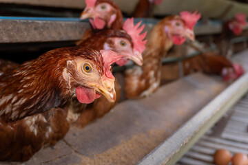 Chicken eggs are laid ona  farm	
