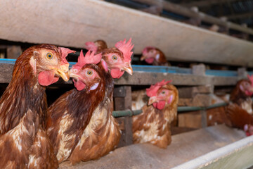 Chicken eggs are laid ona  farm	
