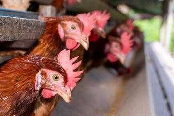 Chicken eggs are laid ona  farm	
