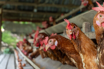 free range chickens