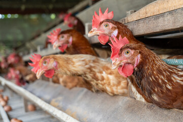 Chicken eggs are laid ona  farm	
