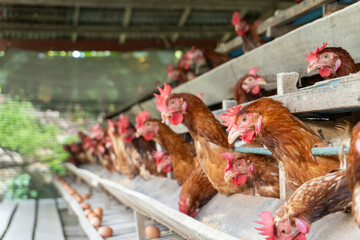 Chicken eggs are laid ona  farm	
