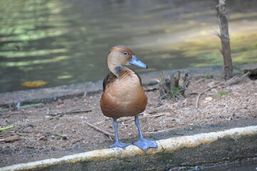 The fulvous whistling duck or fulvous tree duck (Dendrocygna bicolor), Madagascar