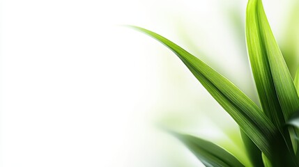 Obraz premium Vibrant green plant leaves on blurred white background. Use it for organic food, healthy living and eco designs.