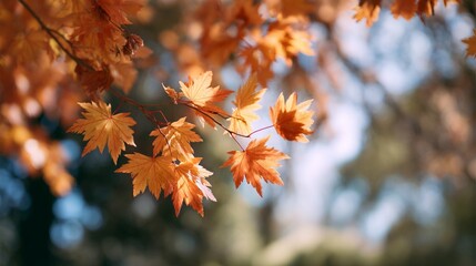 Vibrant autumn maple leaves glisten in the sunlight during a peaceful afternoon in a tranquil park setting