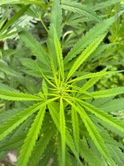 Cannabis leaves with bright green color and veins