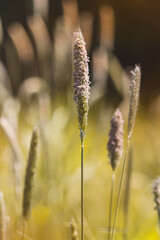 Field plants on a sunny May day. Landscape in the countryside.