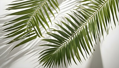 Vibrant green palm fronds and shadows create a striking composition against a bright white backdrop.