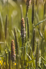 Field plants on a sunny May day. Landscape in the countryside.