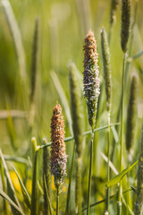 Field plants on a sunny May day. Landscape in the countryside.