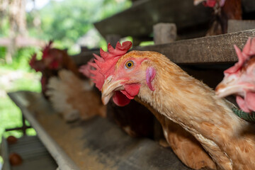 Chicken eggs are laid ona  farm	
