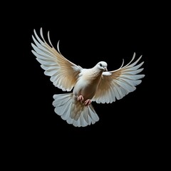 White Dove in Dramatic Flight Against Black Background
