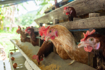 free range chickens