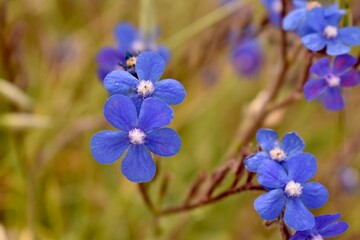 Macro shot of small blue wildflowers in the grass. Natural floral detail and spring mood.

