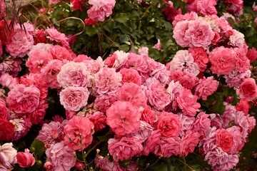 Lush bush of pink garden roses in bloom. Romantic and natural floral background.