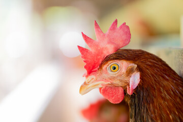 cock on the farm