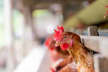 cock in the farm