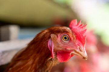 close up of a chicken