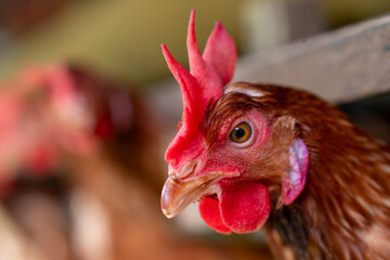 free range chickens