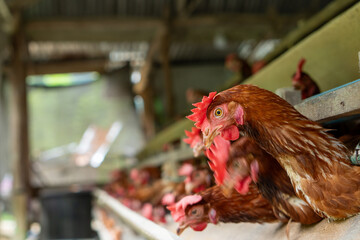 free range chickens