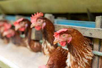 rooster and hen