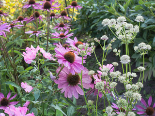 Common garden flowers Purple coneflowers, Echinacea purpurea, and Greater masterwort, Astrantia maxima, blooming in a garden in summer, close up