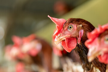 rooster in the farm