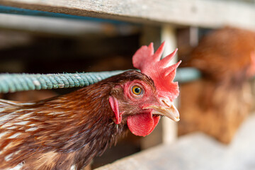 chicken on the farm