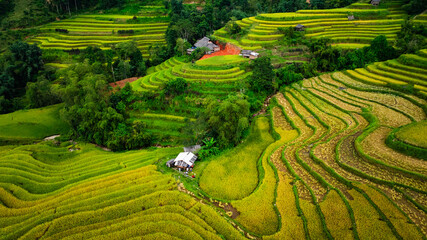 An aerial view of vibrant golden rice terraces curving across the hills, with small traditional huts nestled in between, showcasing the harmony between agriculture and nature in a lush landscape.