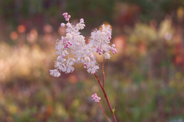 dew on the flower