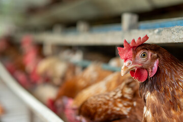free range chickens