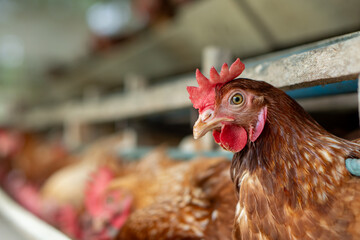 rooster in the farm