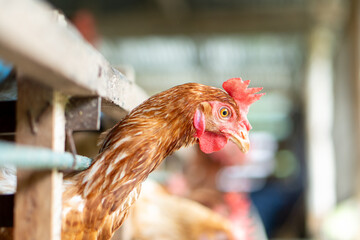 rooster in the farm