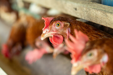 free range chicken