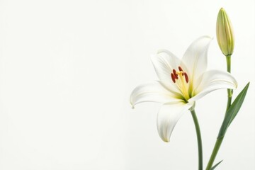 Fototapeta premium Delicate white lily, watercolor style, minimalist, white background , art, lily