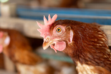 close up of a chicken