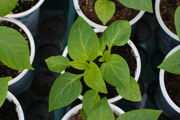 Top view of organic sweet pepper seedlings in plastic containers growing indoors. Green plants prepared for a greenhouse. Agriculture concept, seasonal product.