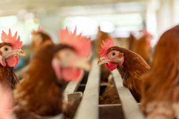 free range chicken