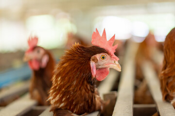 Chicken on the farm