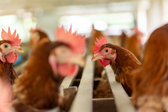 free range chicken