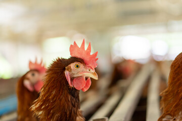 Chicken on the farm
