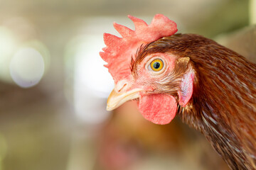 close up of a chicken